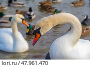 Большие красивые лебеди и утки плавают в море. Big beautiful swans and ducks swimming in the sea. Стоковое фото, фотограф Татьяна Д / Фотобанк Лори