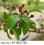 Decorative small-fruited apple tree Malus domestica Ola blooms on spring day. Стоковое фото, фотограф Валерия Попова / Фотобанк Лори