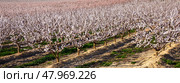 Apricot tree flowers on sky background. Стоковое фото, фотограф Яков Филимонов / Фотобанк Лори