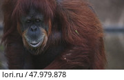Bornean orangutan looking around in zoo enclosure. Стоковое видео, видеограф Константин Шишкин / Фотобанк Лори