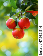Close-up of apple tree branch with red apples in the shadow against green background. Стоковое AI-изображение, AI-художник Катерина Ковалева / Фотобанк Лори