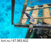 Sohal Tang or surgeonfish in red sea. Стоковое фото, фотограф Василий Хомчин / Фотобанк Лори