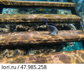Sohal Tang or surgeonfish in guarding the underwater world. Стоковое фото, фотограф Василий Хомчин / Фотобанк Лори