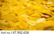 beautiful yellow vibrant park curated ai generated. Стоковое AI-изображение, AI-художник Vectorwin / Фотобанк Лори