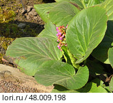 Bergenia crassifolia, species of flowering plant of genus Bergenia in family Saxifragaceae, on spring sunny day. Стоковое фото, фотограф Валерия Попова / Фотобанк Лори