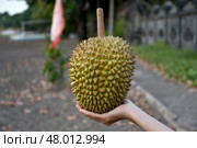 Экзотический фрукт дуриан / Durian Exotic fruit. Стоковое фото, фотограф Сергей Митрофанов / Фотобанк Лори