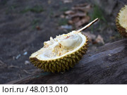 Экзотический фрукт дуриан / Durian Exotic fruit. Стоковое фото, фотограф Сергей Митрофанов / Фотобанк Лори