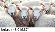 A close-up of a group of white sheep in a flock, looking straight at the camera. The curious expressions create a sense of calm and rural simplicity, perfect for farming and herding themes. Banner. Стоковое AI-изображение, AI-художник Евгений Демидюк / Фотобанк Лори