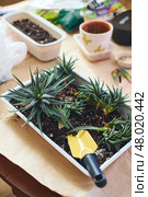 Spring replanting of indoor flowers. Replanting of Haworthiopsis - Haworthia Fasciata or Zebra Aloe plant, separation of new shoots. Стоковое фото, фотограф Ирина Буракова / Фотобанк Лори