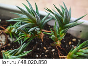 Spring replanting of indoor flowers. Replanting of Haworthiopsis - Haworthia Fasciata or Zebra Aloe plant, separation of new shoots. Стоковое фото, фотограф Ирина Буракова / Фотобанк Лори