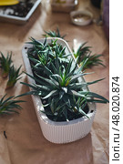 Spring replanting of indoor flowers. Replanting of Haworthiopsis - Haworthia Fasciata or Zebra Aloe plant, separation of new shoots. Стоковое фото, фотограф Ирина Буракова / Фотобанк Лори