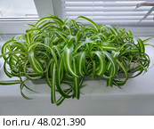 Хлорофитум хохлатый (Chlorophytum comosum) Стоковое фото, фотограф Елена Коробейникова / Фотобанк Лори