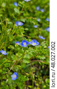 Blooming wild flowers forget-me-not (Myosotis) Стоковое фото, фотограф Марина Володько / Фотобанк Лори