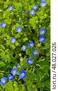 Blooming wild flowers forget-me-not (Myosotis) Стоковое фото, фотограф Марина Володько / Фотобанк Лори