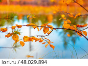 Aspen branch with yellow leaves on the background of the river on a sunny day. Autumn background. Стоковое фото, фотограф Коханова Наталья / Фотобанк Лори