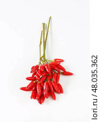 Fresh red chili peppers. Стоковое фото, фотограф Alena Dvorakova / PantherMedia / Фотобанк Лори