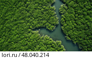 wetland mangrove forest landscape ai generated. Стоковое AI-изображение, AI-художник Vectorwin / Фотобанк Лори