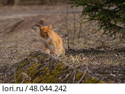 A red-haired cat on a walk on a sunny spring day. Стоковое фото, фотограф ~✿Eлена Челышева(Кочина)✿~ / Фотобанк Лори