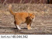 A red-haired cat on a walk on a sunny spring day. Стоковое фото, фотограф ~✿Eлена Челышева(Кочина)✿~ / Фотобанк Лори