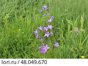 Колокольчик полевой раскидистый в поле (campanula patula) Стоковое фото, фотограф Ирина Курносова / Фотобанк Лори
