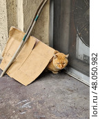 Stray Ginger Cat Sheltering Under Cardboard Near Building Wall. Стоковое фото, фотограф Алена Аксенова / Фотобанк Лори