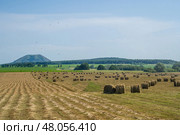 Rural landscape. Harvested hay in rows waiting to be baled. Mown hay in a field. Hay windrows in a field. Стоковое фото, фотограф Андреева Тамара Викторовна / Фотобанк Лори