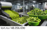 Fresh tea leaves processing in a modern factory. Стоковое AI-видео, аниматор Юрий Поздников / Фотобанк Лори