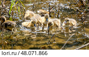 Yellow ducklings on the pond bask in the sun. Стоковое фото, фотограф Igor Skripachev / Фотобанк Лори