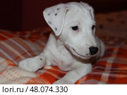 Очаровательный щенок джек-рассел-терьера отдыхает на уютном одеяле Adorable Jack Russell Terrier puppy relaxing on a cozy blanket. Стоковое фото, фотограф Соболева Наталия / Фотобанк Лори