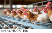 ostrich animal eggs production ai generated. Стоковое AI-изображение, AI-художник Vectorwin / Фотобанк Лори