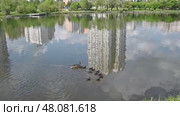 Утка мама  и её утят на городском пруду в мае в Москве (2024 год). Стоковое видео, видеограф Валерий Иванович Клейменов / Фотобанк Лори
