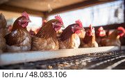 duck animal eggs production ai generated. Стоковое AI-изображение, AI-художник Vectorwin / Фотобанк Лори