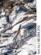 Summer animal wildlife wallpaper. Small colorful lizard in the wild on a stone. Стоковое фото, фотограф Екатерина Якименко / Фотобанк Лори