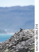 Cute small lizard on a rock looks into the distance. Animal wallpaper lacertian. Стоковое фото, фотограф Екатерина Якименко / Фотобанк Лори