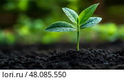 A small green plant with fresh leaves emerges from rich soil, glistening with water droplets, surrounded by a tranquil garden atmosphere. Стоковое AI-изображение, AI-художник Данила Большаков / Фотобанк Лори