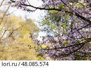 Cherry blossom in spring. Стоковое фото, фотограф Андрей Иванов / Фотобанк Лори