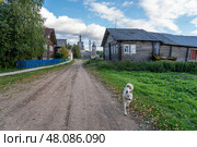 A street of an old Pomor village with a row of log houses (2022 год). Стоковое фото, фотограф Андреева Тамара Викторовна / Фотобанк Лори