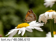 The butterfly (Lycaon Hyponephele) sitting on a flower close-up. Стоковое фото, фотограф Татьяна Ляпи / Фотобанк Лори