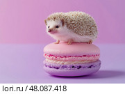 Tiny Hedgehog Standing on Pastel Macaron Whimsical Scene with Purple Backdrop. Крошечный ежик стоит на  Macaron с фиолетовым фоном. Стоковое AI-изображение, AI-художник Katsiaryna Repich / Фотобанк Лори