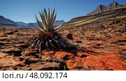 medicinal aloe ferox ai generated. Стоковое AI-изображение, AI-художник Vectorwin / Фотобанк Лори