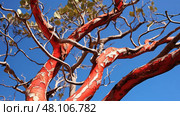 green manzanita tree ai generated. Стоковое AI-изображение, AI-художник Vectorwin / Фотобанк Лори