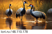 foraging black crowned crane ai generated. Стоковое AI-изображение, AI-художник Vectorwin / Фотобанк Лори