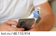 Budgerigar playing with handsome man. Cute Budgie. Funny blue purple parakeet sitting on smartphone. Domestic Animals and gadgets. Pet and phone. Friendship, relationship with Pets. Humor. Technology. Стоковое видео, видеограф Марина Демидюк / Фотобанк Лори
