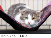 An Adorable Cat Enjoys Happily Relaxing in a Cozy Hammock, looking irresistibly cute and lovable. Стоковое фото, фотограф Аксенова Вера / Фотобанк Лори