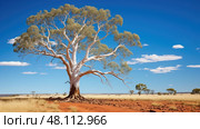 gumtree australian trees ai generated. Стоковое AI-изображение, AI-художник Vectorwin / Фотобанк Лори