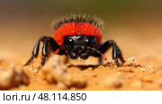 habitat red velvet ant ai generated. Стоковое AI-изображение, AI-художник Vectorwin / Фотобанк Лори