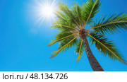 trunk palm tree sun In the second photograph ai generated. Стоковое AI-изображение, AI-художник Vectorwin / Фотобанк Лори