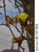 The flower buds of the holly maple are blooming (lat. Acer platanoides). Holly maple is a woody plant species of the genus Maple (Acer) of the Sapindaceae family. Стоковое фото, фотограф Андрей Жигальцов / Фотобанк Лори