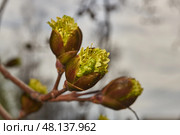 The flower buds of the holly maple are blooming (lat. Acer platanoides). Holly maple is a woody plant species of the genus Maple (Acer) of the Sapindaceae family. Стоковое фото, фотограф Андрей Жигальцов / Фотобанк Лори