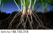photosynthesis plant chemistry Finally ai generated. Стоковое AI-изображение, AI-художник Vectorwin / Фотобанк Лори
